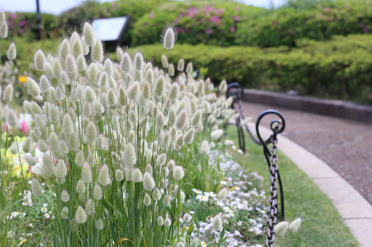 100 BUNNY TAILS GRASS (Hares Tail) Ornamental Lagurus Ovatus Seeds