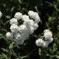 150 PEARL YARROW White Double Achillea Ptarmica Herb Flower Seeds