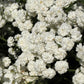 150 PEARL YARROW White Double Achillea Ptarmica Herb Flower Seeds