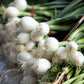 500 Crystal White WAX PEARL ONION Allium Cepa Vegetable Seeds