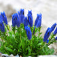 15 Blue STEMLESS GENTIAN Gentiana Acaulis Kochiana Flower Seeds