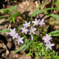 20 VIRGINIA SPRING BEAUTY Claytonia Virginica Eastern Fairy Pink Striped Native Grass Shade Flower Herb Seeds