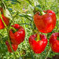 150 Yolo Wonder Sweet RED BELL PEPPER Capiscum Annuum Vegetable Seeds