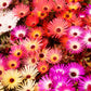 200 MIXED Colors ICE PLANT ( Mesembryanthemum Daisy / Livingstone Daisy ) Dorotheanthus Bellidiformis Flower Seeds
