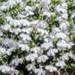 200 WHITE LOBELIA REGATTA Erinus Flower Seeds