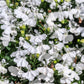 200 WHITE LOBELIA REGATTA Erinus Flower Seeds