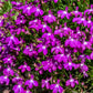 200 ROSAMOND LOBELIA Erinus Carmine Red & White Flower Seeds