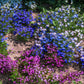 200 MIXED COLORS LOBELIA Regatta Lobelia Erinus Flower Seeds