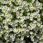 50 IRISH MOSS Groundcover Heath Pearlwort Sagina Subulata White Flower Seeds