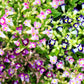 10 KAUAI MIX TORENIA Fournieri Sun or Shade Wishbone Flower Seeds - Mixed Colors 2 Tone Blue Red Pink
