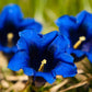 15 Blue STEMLESS GENTIAN Gentiana Acaulis Kochiana Flower Seeds