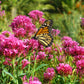 50 RED JUPITER'S BEARD Valerian Keys of Heaven Centranthus Ruber Flower Seeds