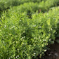 100 BLACK LENTIL Bush Lens Culinaris Vegetable Legume Sprouts Seeds