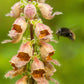 50 RUSTY FOXGLOVE Hummingbird Flower Digitalis Ferruginea Yellow Herald Seeds