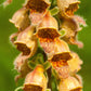 50 RUSTY FOXGLOVE Hummingbird Flower Digitalis Ferruginea Yellow Herald Seeds
