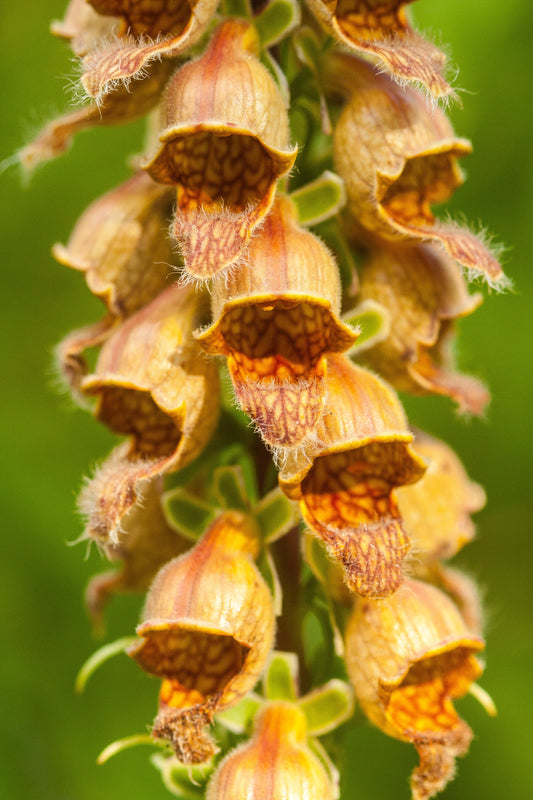 50 RUSTY FOXGLOVE Hummingbird Flower Digitalis Ferruginea Yellow Herald Seeds
