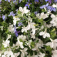 200 WHITE LOBELIA REGATTA Erinus Flower Seeds