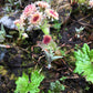 100 ARCTIC SWEET COLTSFOOT Petasites Frigidus Sun Shade Moist White Pink Flower Herb Seeds