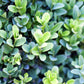 30 AMERICAN BOXWOOD Common Buxus Sempervirens European Box Shrub Seeds