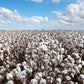 25 WHITE COTTON Gossypium Hirsutum Plant Seeds