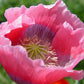 100 HENS and CHICKS Poppy Hens & Chickens Breadseed Lettuce Leaf Papaver Somniferum Flower Seeds