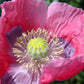 100 HENS and CHICKS Poppy Hens & Chickens Breadseed Lettuce Leaf Papaver Somniferum Flower Seeds