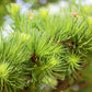 25 JAPANESE LARCH TREE Conifer Pine Cones Bonsai Larix Kaempferi Seeds