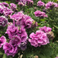 20 DOUBLE MIX PETUNIA Floribunda Red Pink Purple Flower Seeds