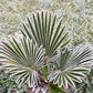 10 WAGNER WINDMILL PALM Dwarf Chusa Trachycarpus Fortunei Wagnerianus Tree Houseplant Seeds