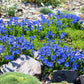 15 Blue STEMLESS GENTIAN Gentiana Acaulis Kochiana Flower Seeds