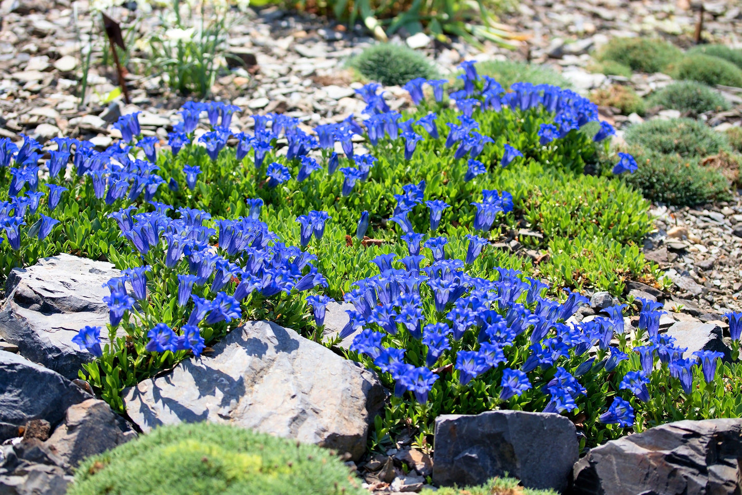 15 Blue STEMLESS GENTIAN Gentiana Acaulis Kochiana Flower Seeds