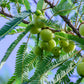 10 INDIAN GOOSEBERRY Phyllanthus Emblica Emblic Edible Fruit Tree Seeds
