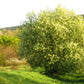 30 BLACK CHERRY Fruit Tree Prunus Serotina Fragrant White Flowers Seeds