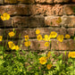 20 Yellow WELSH POPPY Meconopsis Papaver Cambricum Perennial Shade Flower Seeds