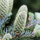 20 FRASER FIR Tree Abies Fraseri Christmas Tree Southern Balsam Fir Native Evergreen Seeds
