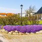 400 RAINBOW ROCKCRESS Rock Cress Large Flowered Aubrieta Cultorum Flower Seeds