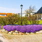 500 PURPLE ROCKCRESS Rock Cress Aubrieta Deltoidea Flower Seeds