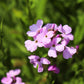 1000 EVENING (night) SCENTED STOCK Matthiola Longipetala Bicornis Flower Seeds