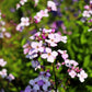 1000 EVENING (night) SCENTED STOCK Matthiola Longipetala Bicornis Flower Seeds