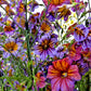 200 Mixed Colors PAINTED TONGUE (Velvet Trumpet Flower) Salpiglossis Grandiflora Virgiana Flower Seeds