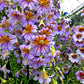 200 Mixed Colors PAINTED TONGUE (Velvet Trumpet Flower) Salpiglossis Grandiflora Virgiana Flower Seeds