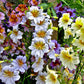 200 Mixed Colors PAINTED TONGUE (Velvet Trumpet Flower) Salpiglossis Grandiflora Virgiana Flower Seeds