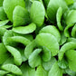 1500 SPINACH MUSTARD TENDERGREEN Komatsuna Greens Brassica Rapa Vegetable Seeds