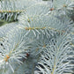 50 Colorado BLUE SPRUCE Tree Picea Pungens Glauca Christmas Tree White Silver Spruce Evergreen Seeds