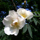 10 WHITE JAPANESE ROSE Rosa Rugosa Alba Bush Rugosa Rose Flower Seeds
