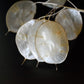 100 LUNARIA Biennis ( MONEY PLANT / Silver Dollar / Honesty / Moonwort / L Annua ) Flower Seeds