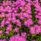 25 Table Mountain ICE PLANT Magenta Fuchsia Delosperma Cooperi Hardy Pink Carpet Flower Seeds