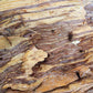 50 LEMON SCENTED EUCALYPTUS Citriodora Tree aka Lemon Bush & Spotted Gum - Colorful Bark White Flower Tree Seeds