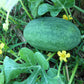 50 CONGO WATERMELON Red Citrullus Lanatus 40 lb AAS Winner Fruit Melon Seeds
