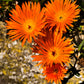 100 Gelato ORANGE ICE PLANT Mesembryanthemum Livingstone Daisy Flower Seeds